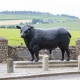 Alford Bull Statue